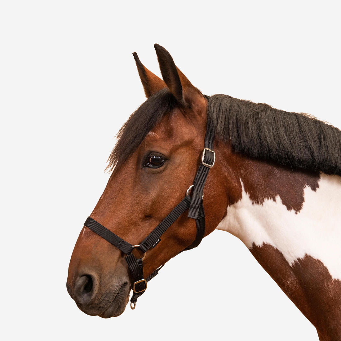IMG_8801755_1